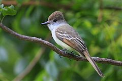 La Sagra's Flycatcher